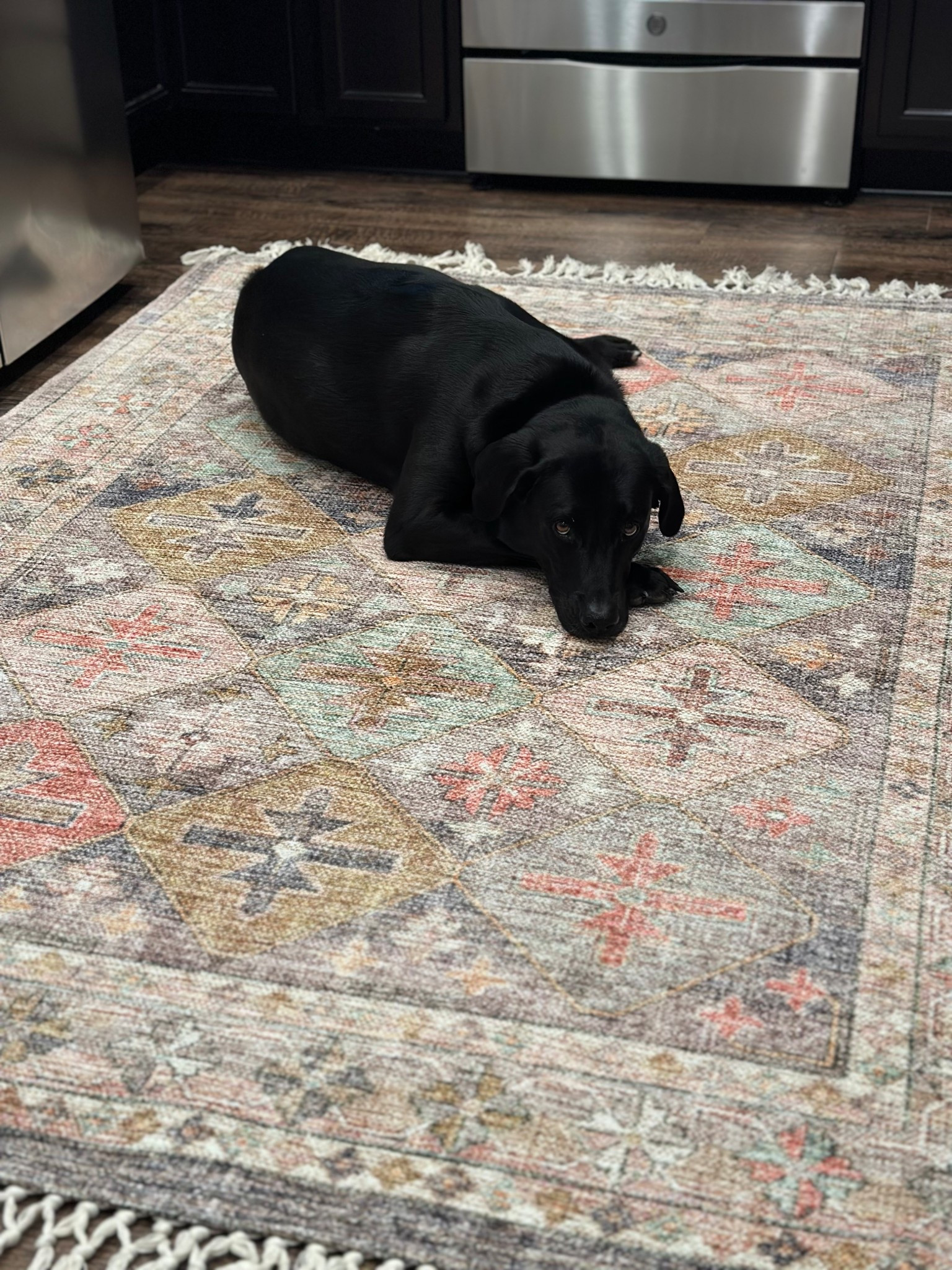 I absolutely love this rug from target.🎯 I bought it to add a little pop of color and pattern in our kitchen. You can see that Bailey 🐶 absolutely loves it too! 

#LTKHome #LTKPets #LTKFamily