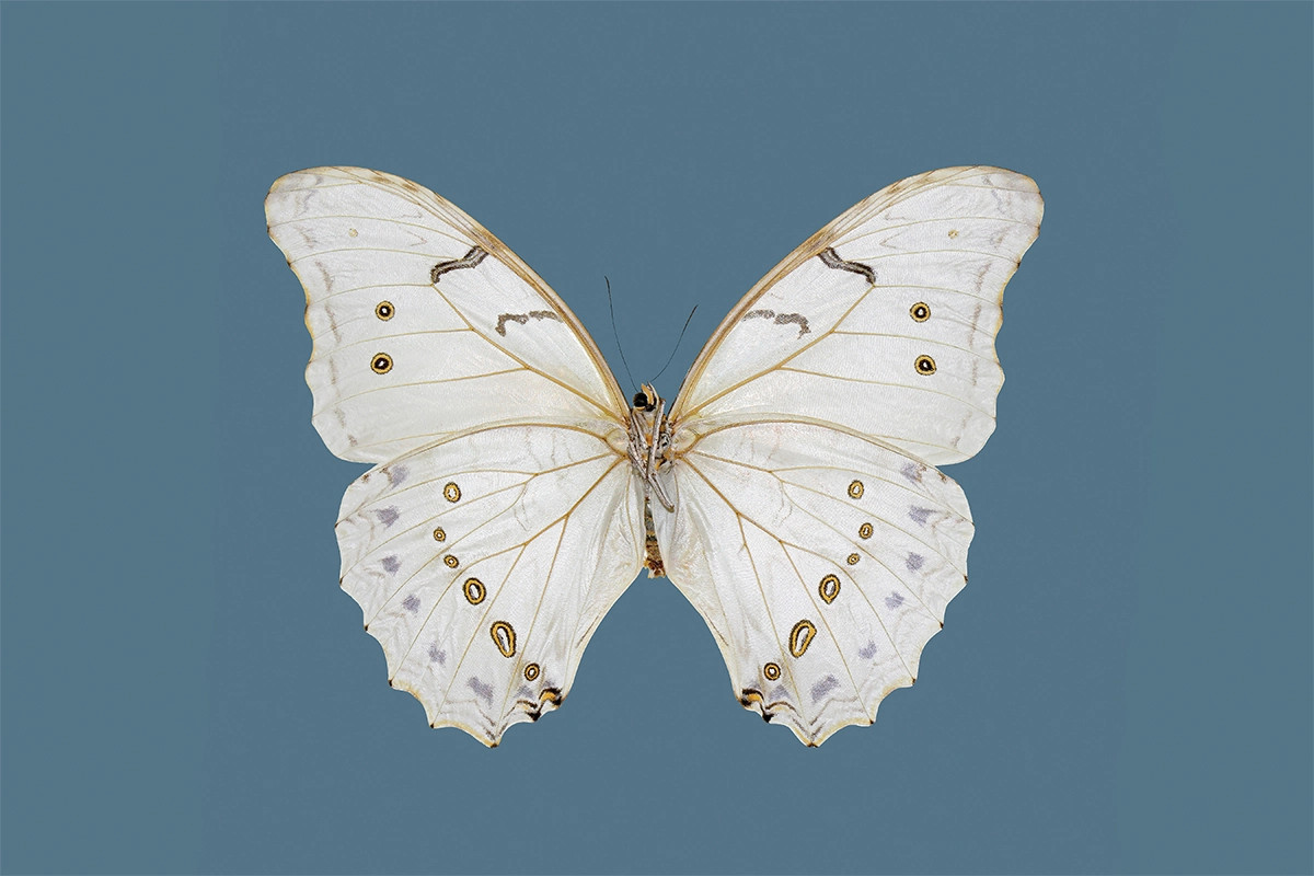 Mariposa | Juniper Print Shop