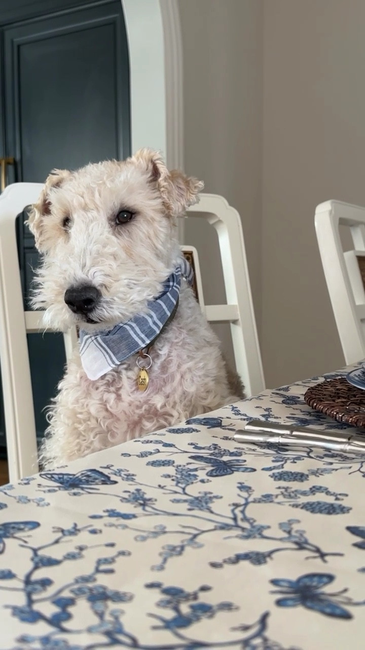 He approves of this blue & white tablescape…. Cash is such a good boy! 

#LTKHome #LTKfoodie