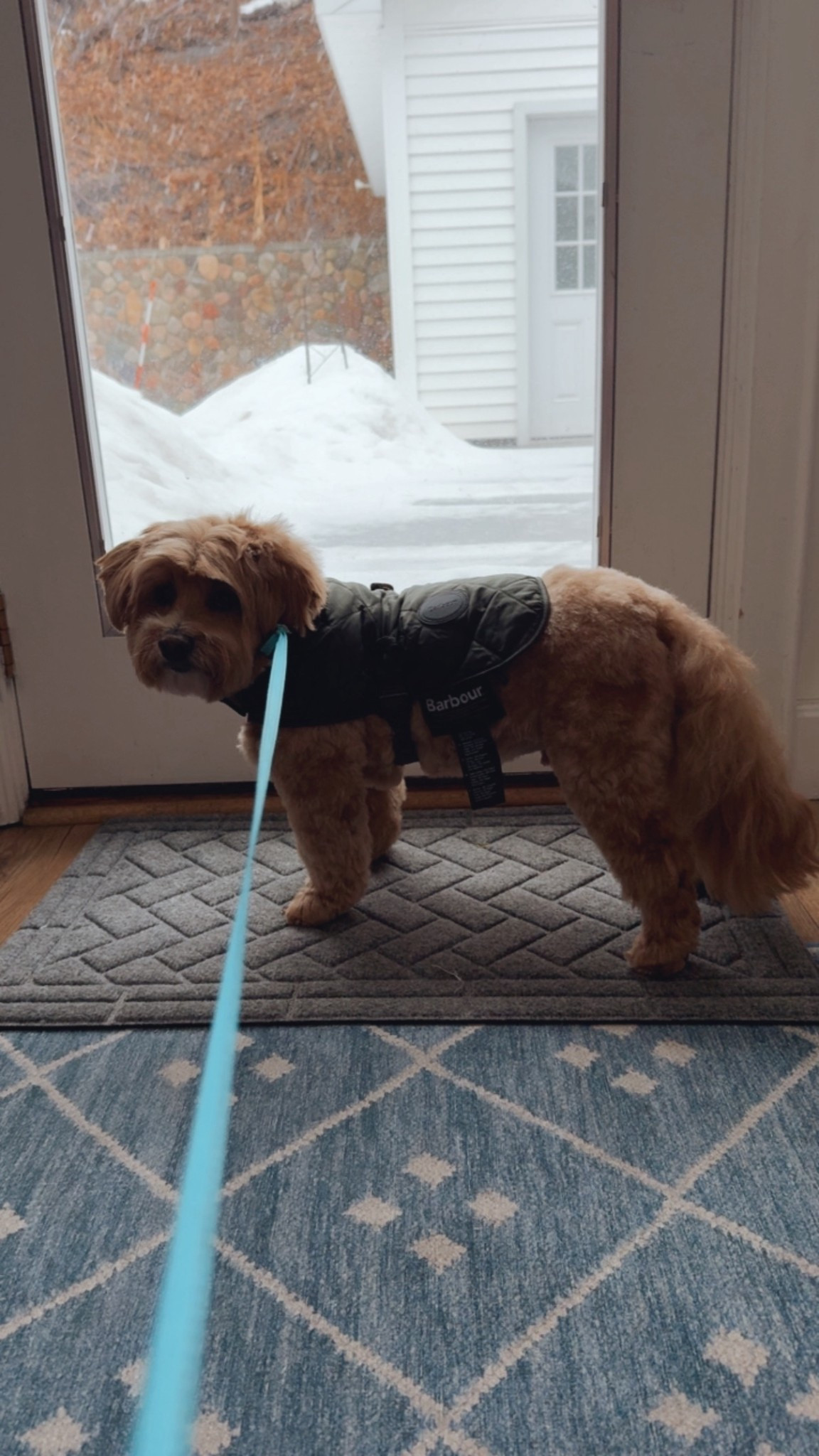 Freshly groomed many in his dance dog Barbour jacket 

#LTKmomlife #LTKBaby #LTKdayinmylife