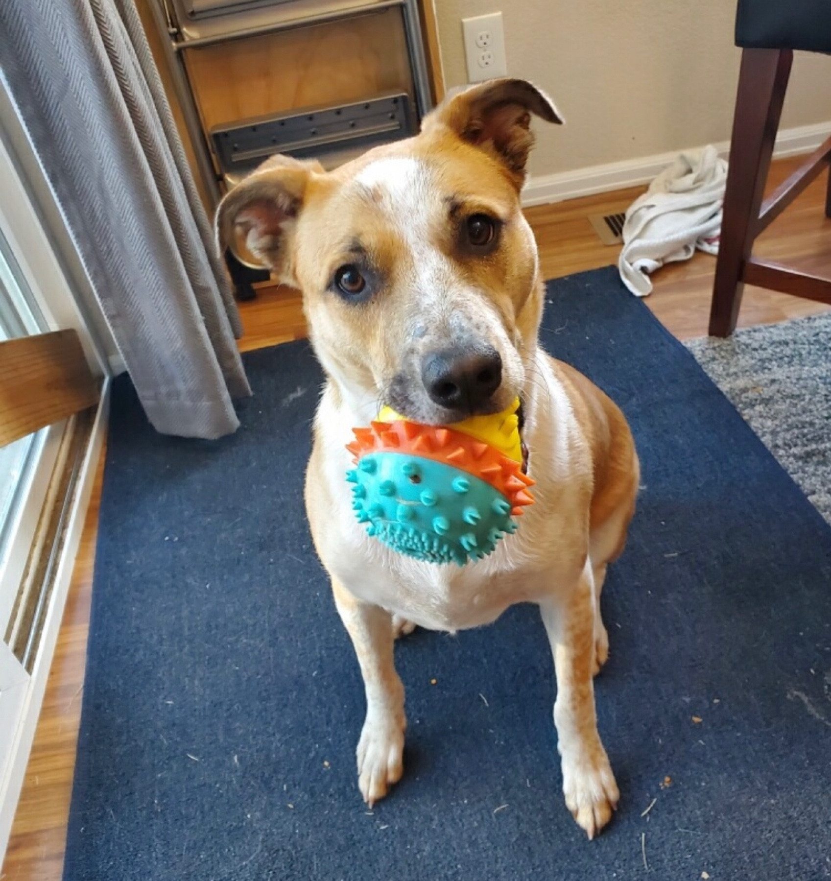 The best dog toy hands down is on sale today on Amazon! We have it and have given it multiple times to other dogs. Again and again it’s a hit. It squeaks, holds treats, has a rope and it’s under $10! 🐾 #dogs #dog

#LTKfamily #LTKsalealert