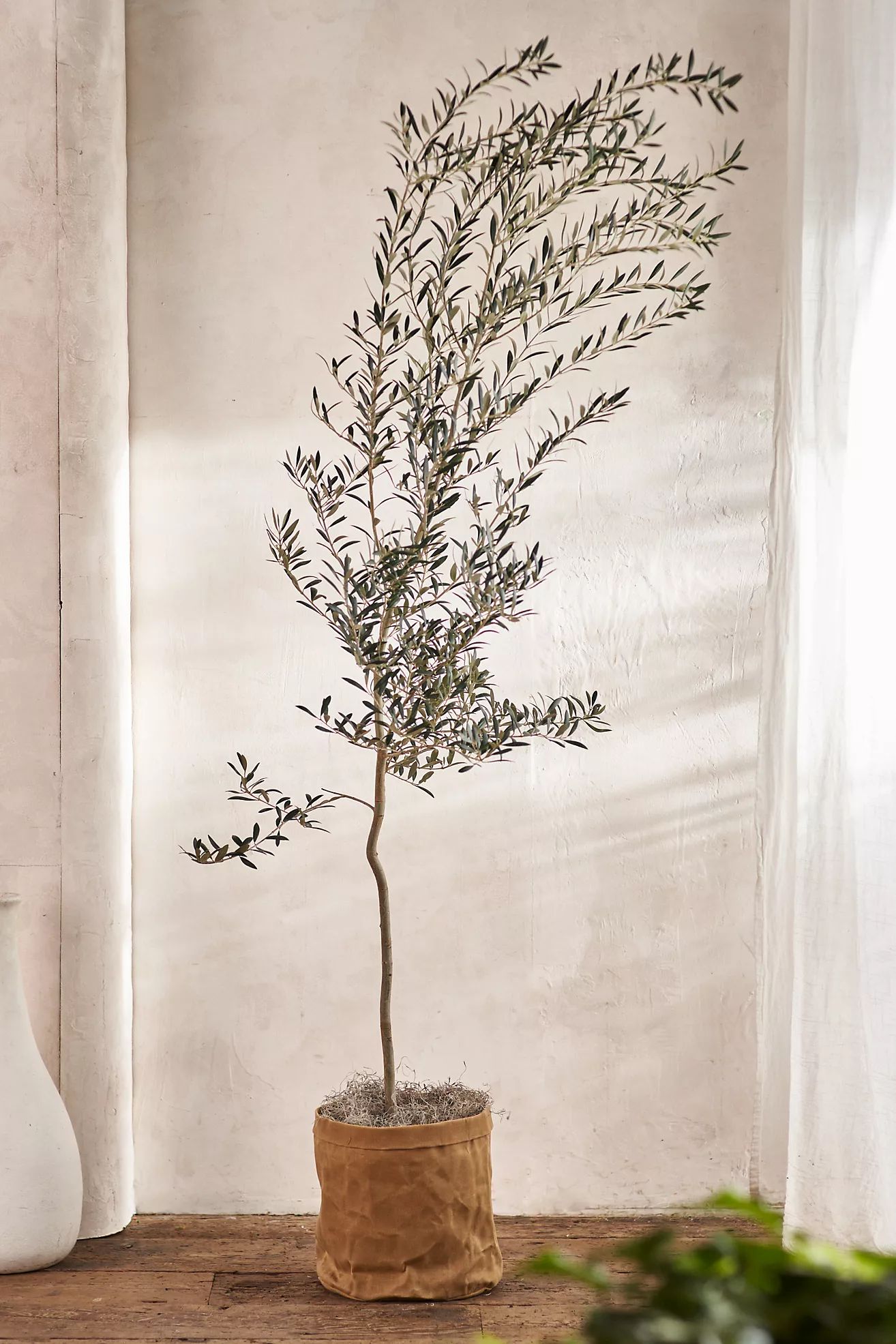 Arbequina Olive Tree, Waxed Canvas Pot Cover, 5' | Anthropologie (US)