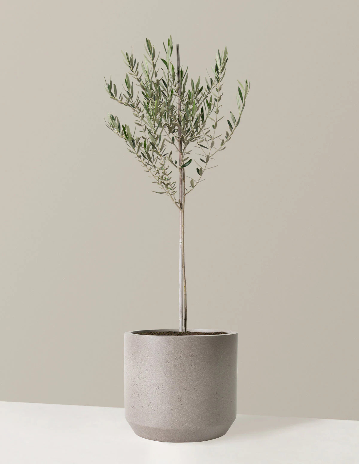 Large olive tree in cement grey resin planter from The Sill