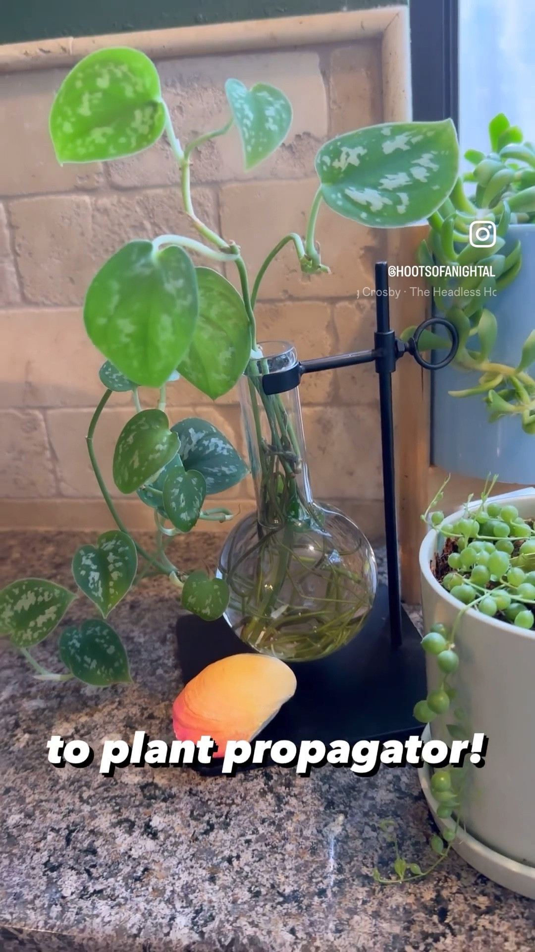 This cute Halloween decoration can be used as a plant propagator after fall! It's on sale for $7.49 right now, too!
............
Plant propagation, Halloween decor, Michael's Halloween decorations, plants, home decor, kitchen decor, fall decor under $10, Halloween decor under $10, easy Halloween decor, Halloween party decor, Halloween foyer, Halloween entry table, entry table decor, home decor under $10

#LTKhome #LTKfamily #LTKHalloween