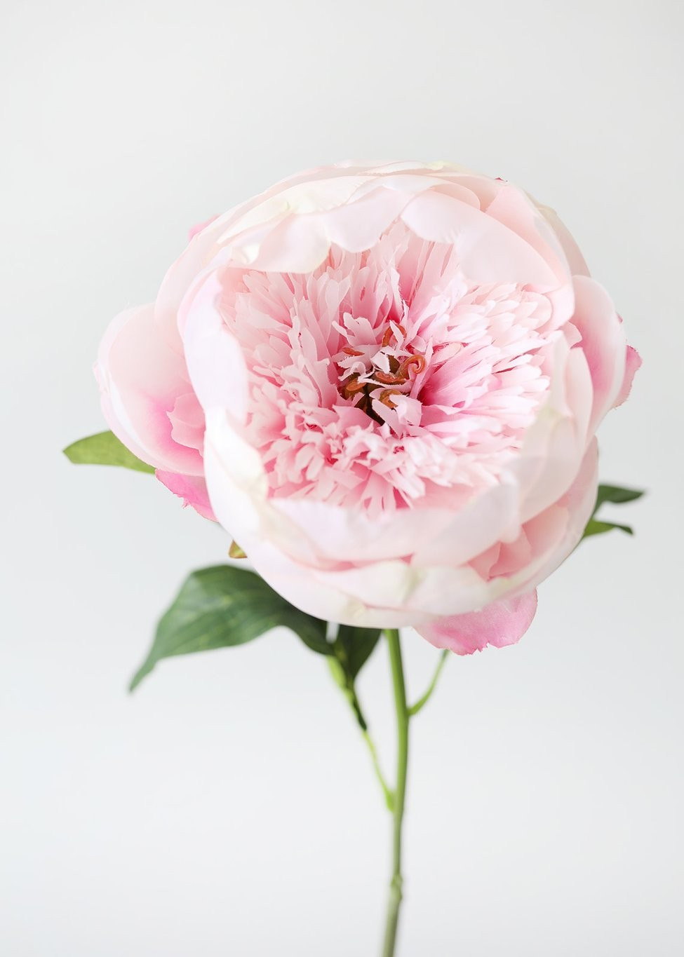 Silk Flower Peony in Blush Pink - 24" Tall | Afloral (US)
