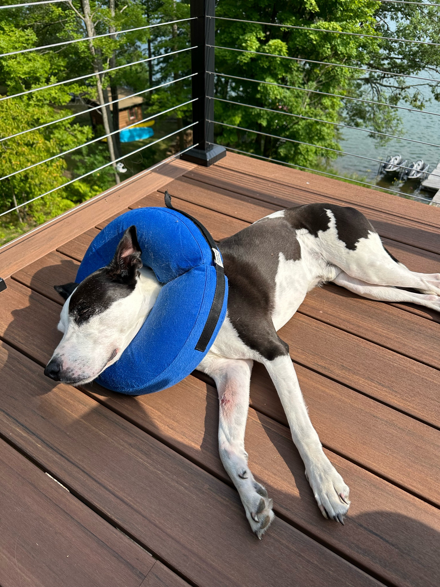 Recovery collar #pets #dogs

#LTKFamily