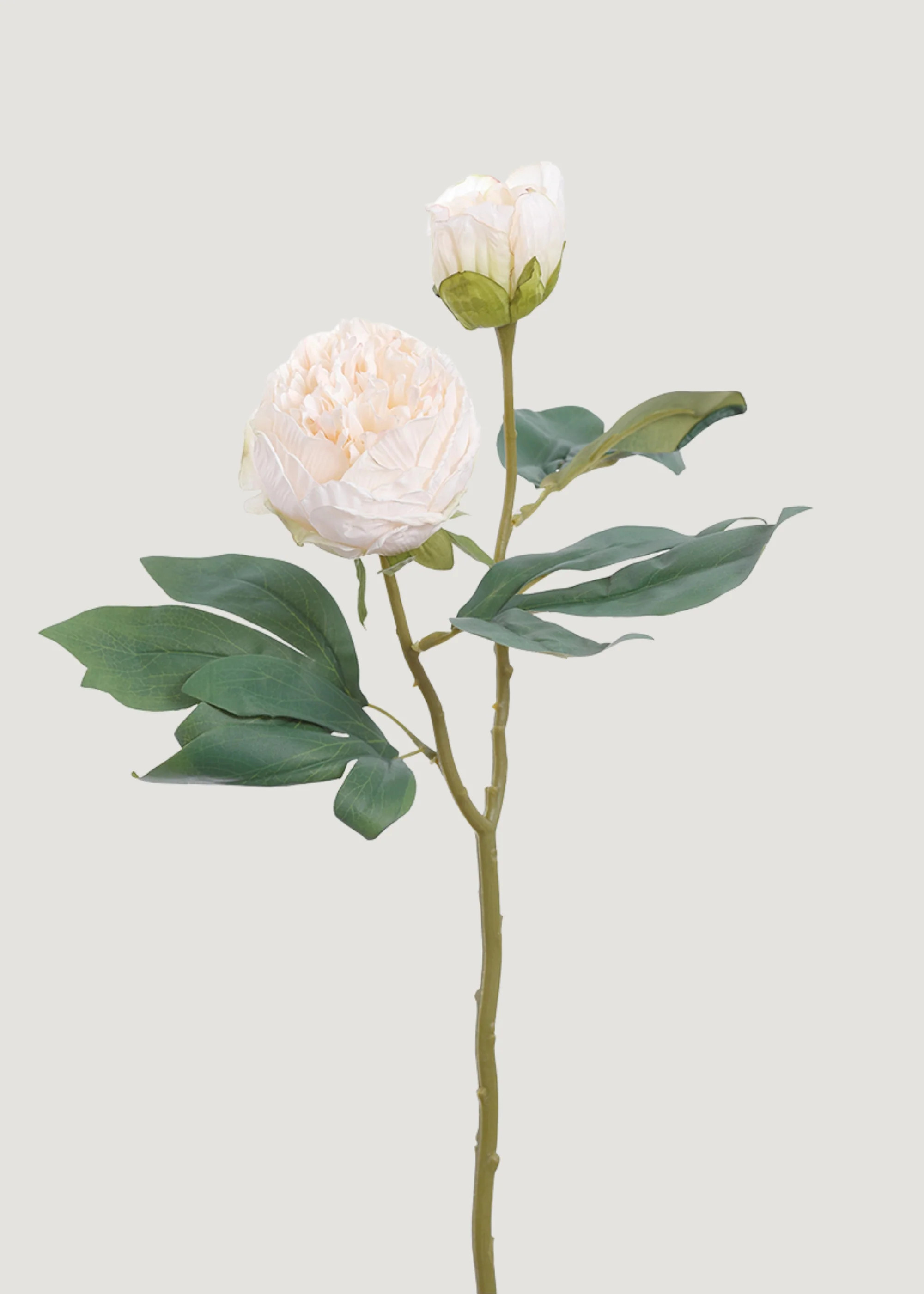 Cream Peony with Dried Look | Realistic Faux Flowers | Afloral | Afloral