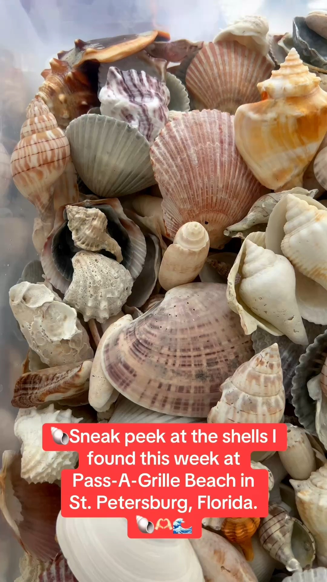 Planning your next tropical vacation or shelling trip?

I’m linking all things summer vacation and beach season!


#LTKSeasonal #LTKOver40 #LTKSaleAlert #LTKTravel #LTKgrwm #LTKootd #LTKSwim #LTKvlog