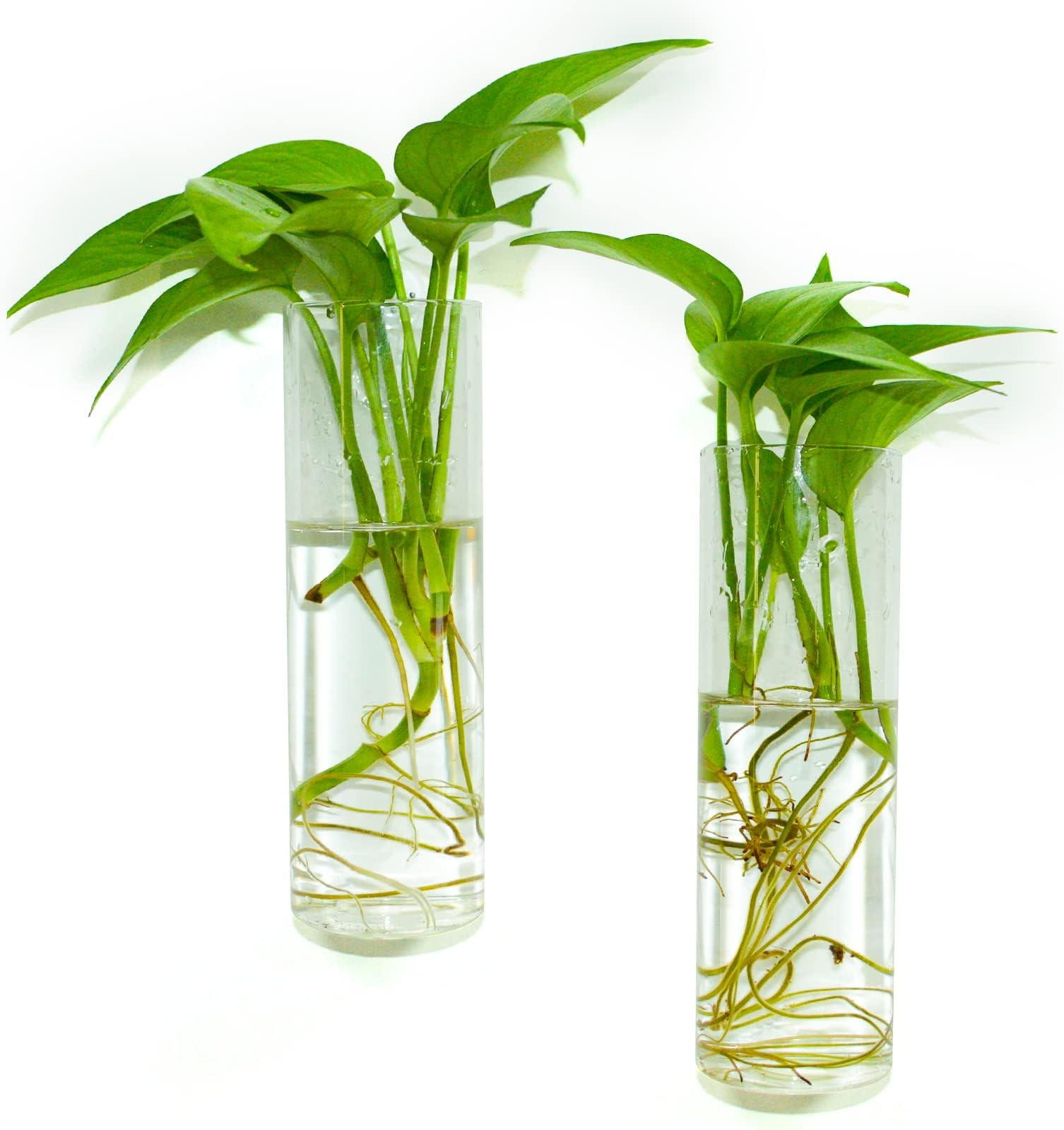 Wall Hanging Planter Glass Plant Propagation Station，Plant Terrarium Indoor Perfect for Home Garden Office Decoration Accessories-2 White Cylinder Shape Container | Amazon (US)