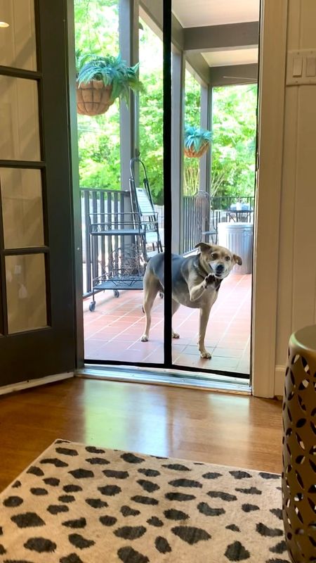 I was horrified when I found BIRD POOP on my computer 😵 I like to leave the door open when the weather is nice. This magnetic screen door has solved my problems! Easy to install & easy to use

#LTKhome #LTKunder50