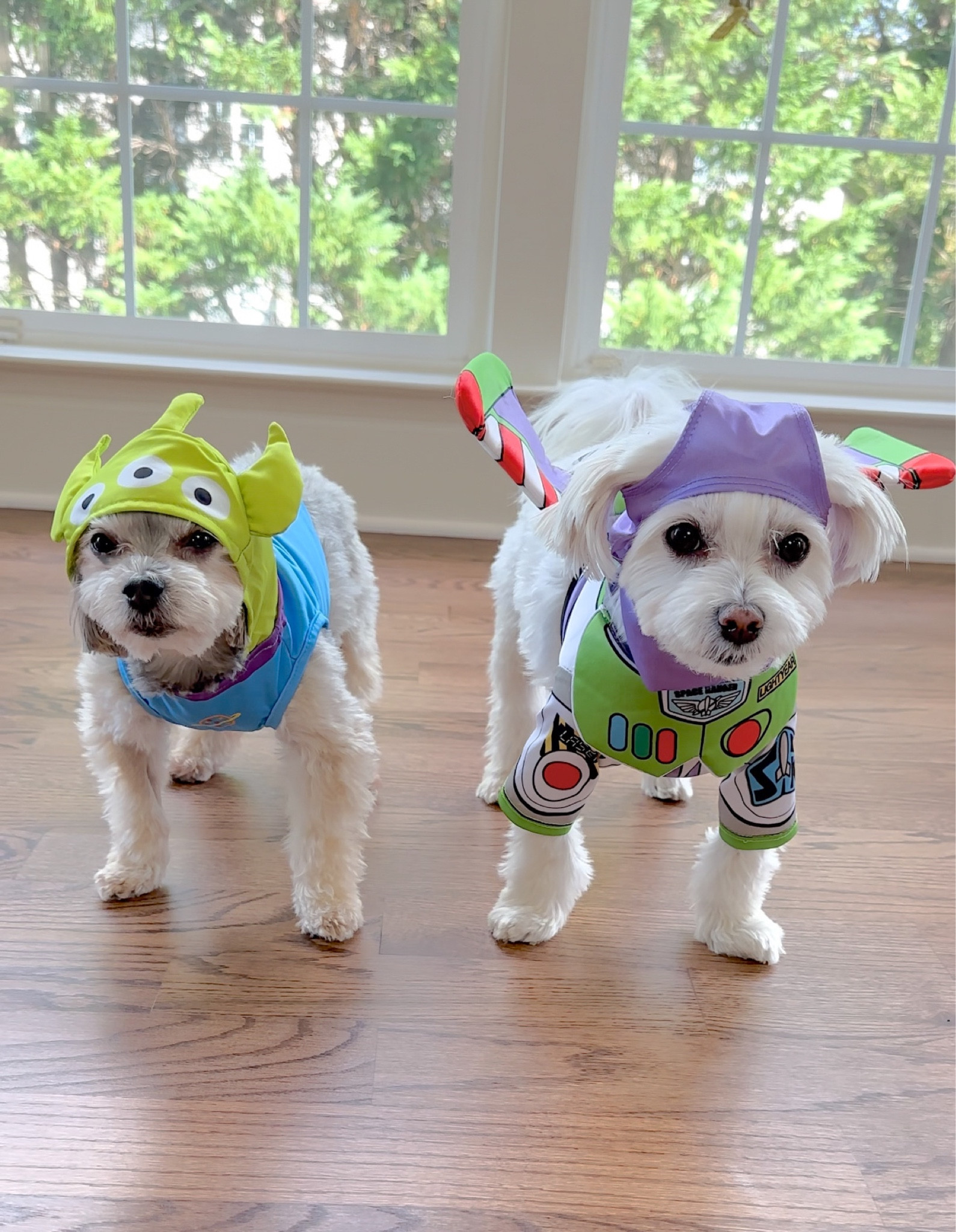 𝑻𝒐𝒚 𝑺𝒕𝒐𝒓𝒚 𝑼𝒏𝒊𝒗𝒆𝒓𝒔𝒆

#petcostumes #costumeideas #31daysofhalloween

#LTKSeasonal #LTKHalloween #LTKHoliday