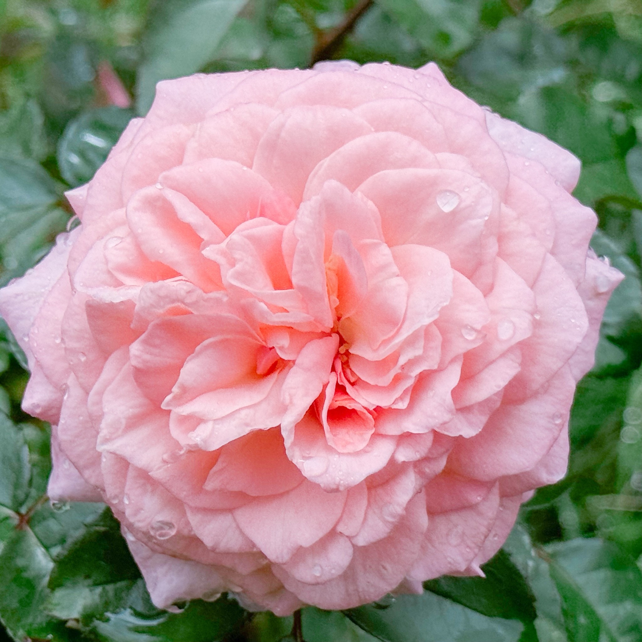 Sunbelt Savannah is always a favorite in bouquets!! They are 1 for $23, 3 for $43 or 5 for $62! What a steal! 

#LTKWedding #LTKdayinmylife #LTKHome