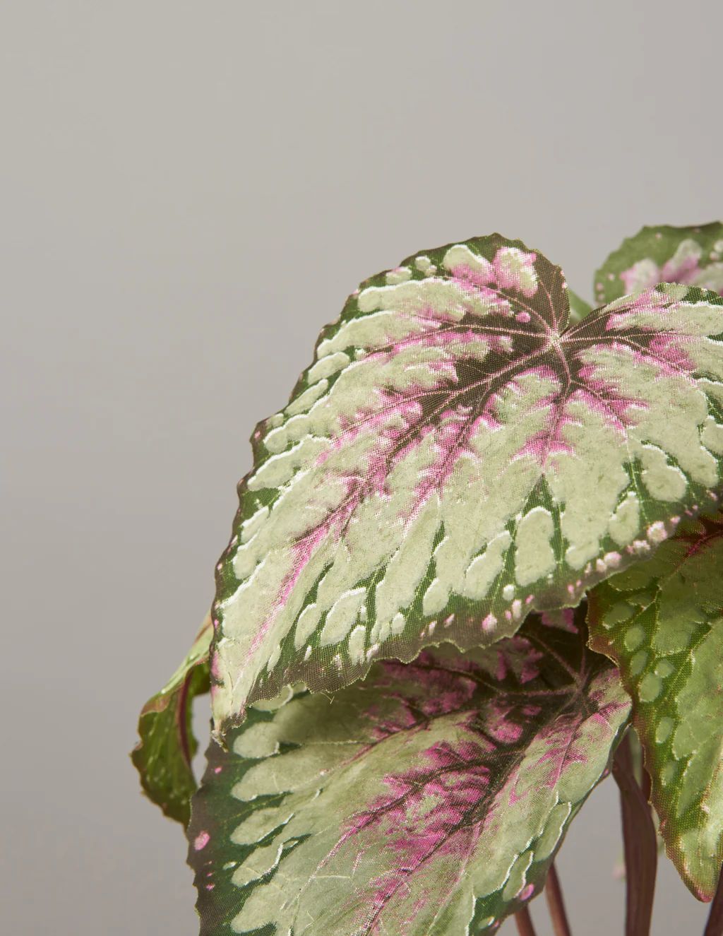 Faux Rex Begonia | The Sill