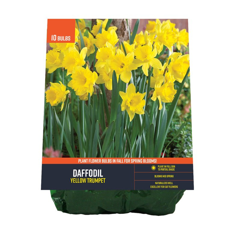 Van Zyverden Daffodil Yellow Trumpet (Set of 10 Dormant Bulbs) Partial Sun, Yellow, Perennial | Walmart (US)
