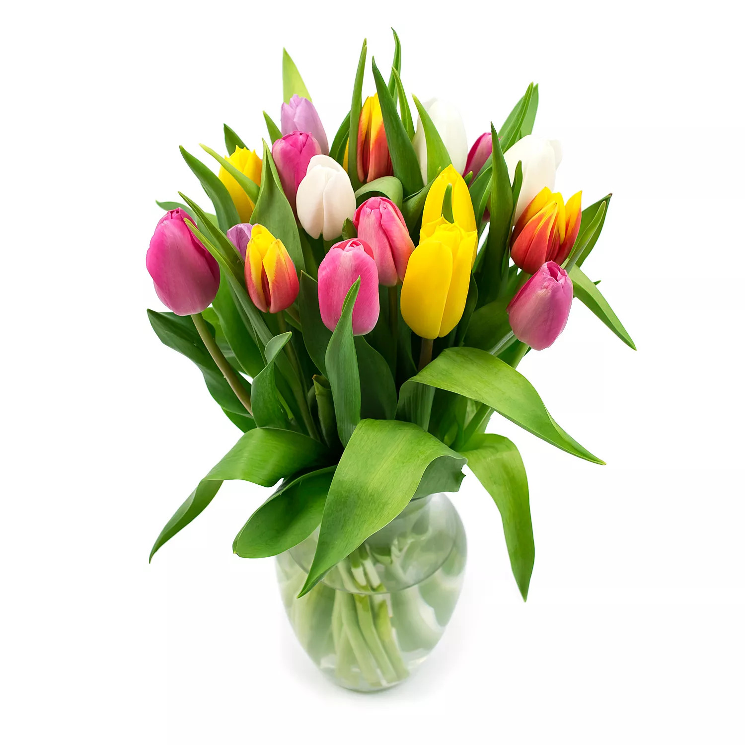 Member's Mark Tulip Vase Arrangement, Rainbow Colors 20 stems | Sam's Club