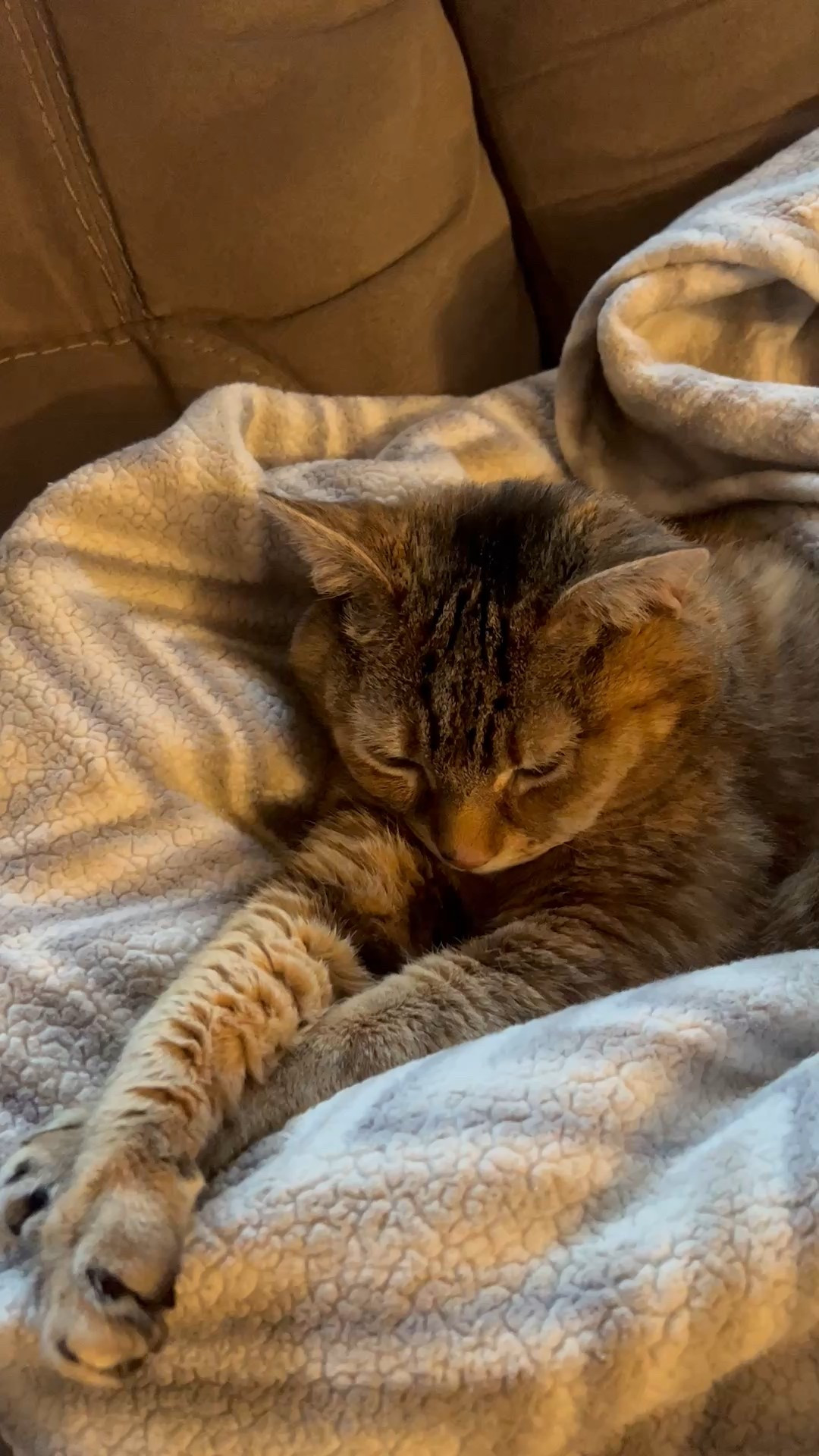  #LifeOnTikTok #TikTokPartner #TikTokMadeMeBuyIt Penny isn’t a morning cat #fyp #foryourpage #foryou #catmom #catsofinstagram #instamood #instapic #instafit #like #likeforlike #follow #followforfollow #lifestyle #life #lifestylevlog #lifestyleblogger #vlogger #blogger #vlog #repost #reel #reallife #life #weddingday #wednesday #motivation #ifyouwanttoeatyouhavetocook 

#LTKActive #LTKxVICI #LTKxMadewell