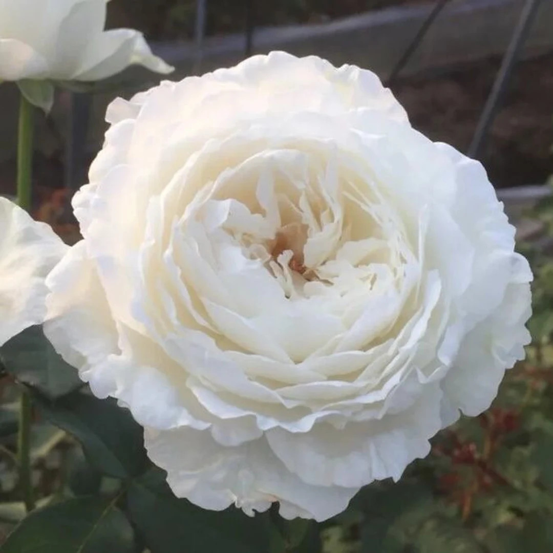 Rose Princess Miyuki，美雪公主，cut Rose. Own root. | Etsy (US)