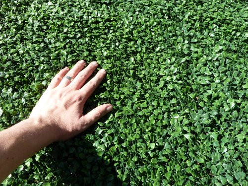 Ranka Artificial Boxwood Greenery Panels - Dark Green 40x40 inches | Amazon (US)