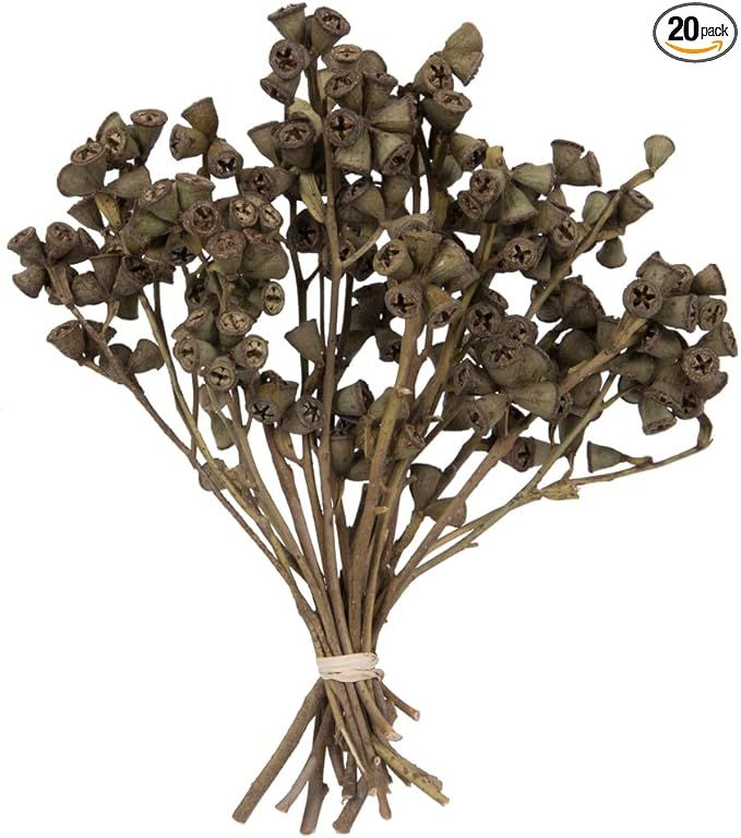 11"x2-4" Conical Gum Branch 20Pc Bunch | Amazon (US)