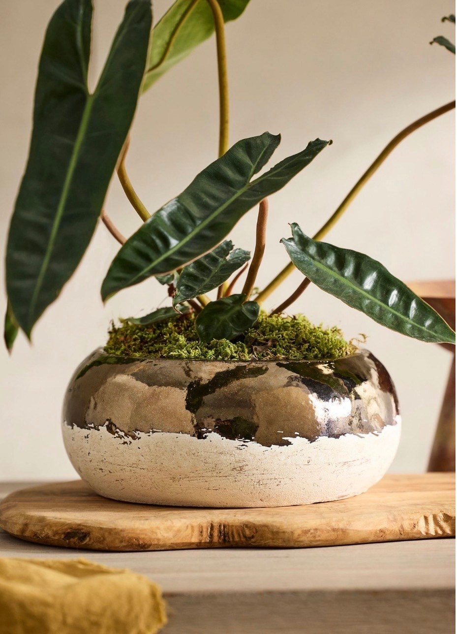 Metallic ColorBlock  planter

#LTKHome #LTKdayinmylife #LTKSeasonal