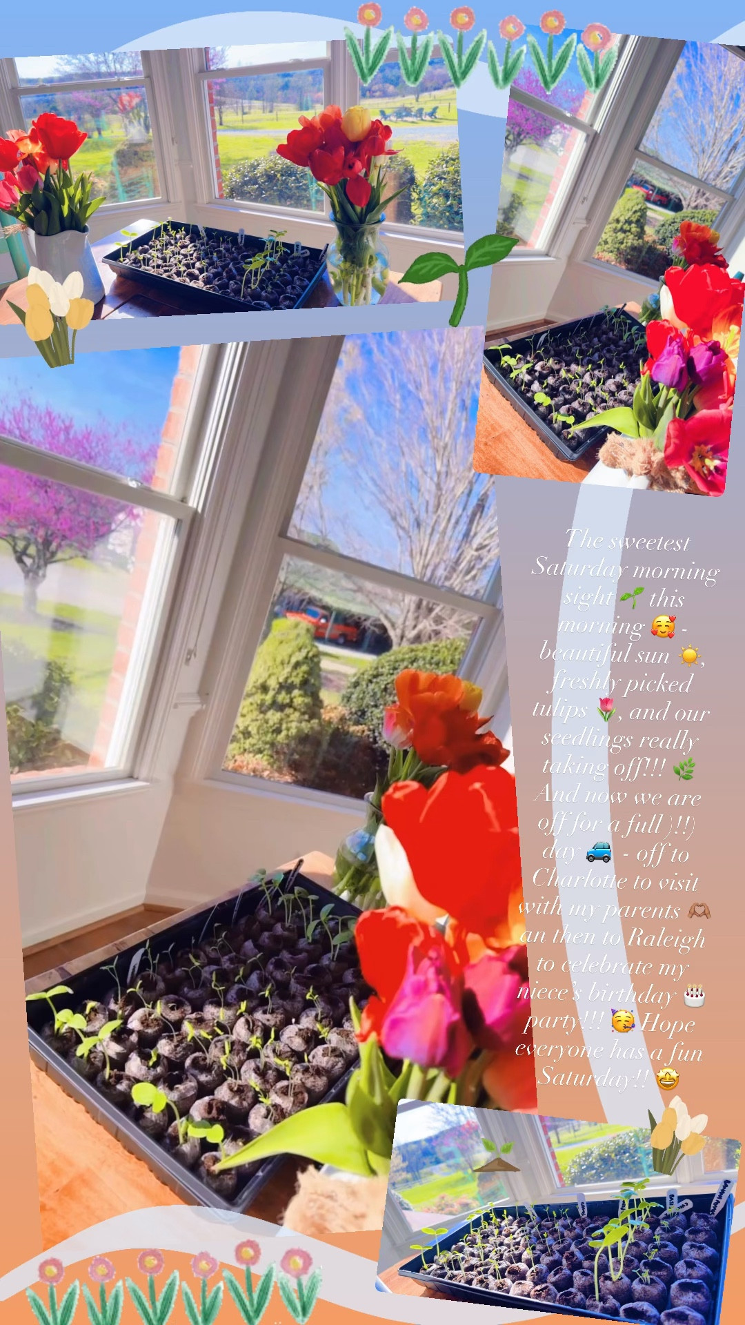The sweetest Saturday morning sight 🌱 this morning 🥰 - beautiful sun ☀️, freshly picked tulips 🌷, and our seedlings really taking off!!! 🌿 And now we are off for a full )!!) day 🚙  - off to Charlotte to visit with my parents 🫶🏽 an then to Raleigh to celebrate my niece’s birthday 🎂 party!!! 🥳 Hope everyone has a fun Saturday!! 🤩 