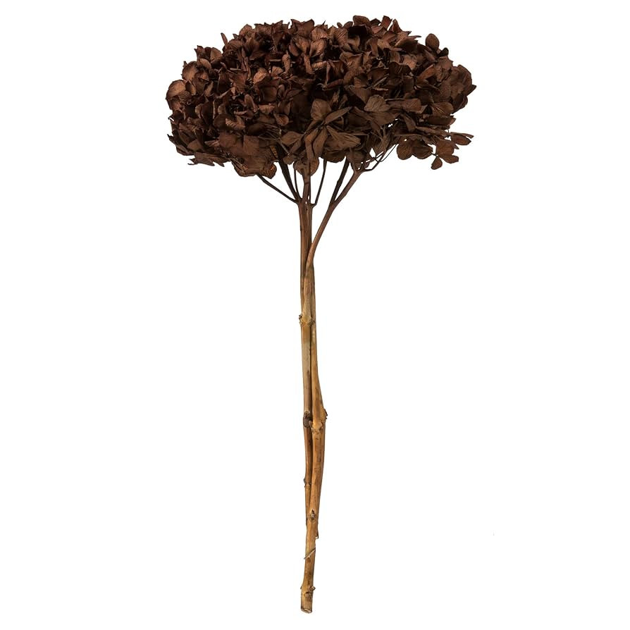 Vickerman Brown Hydrangea 15" Long Stem, Real Preserved Dried Floral Decor for Wedding, Home or E... | Amazon (US)