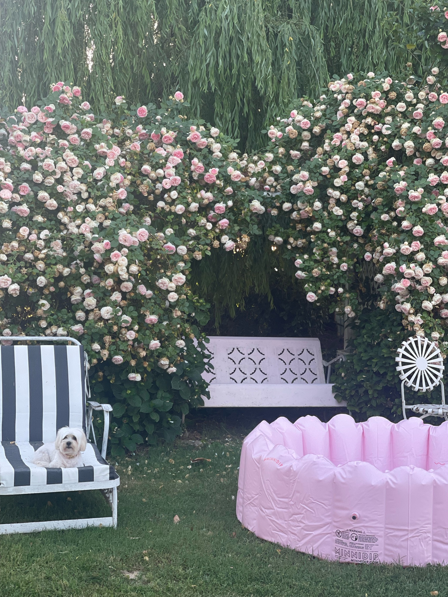 Pink inflatable swimming pool. Black and white stripe chaise lounge cushion. Beautiful pink climbing rose. Summer outdoor garden. Summer outdoor furniture. Memorial Day weekend. Amazon finds. Amazon home. Dog essentials. Pink dog collar for small dog. Dog collar for maltipoo. PetSmart finds. 🌸💗🤍

#LTKhome #LTKFind #LTKunder100