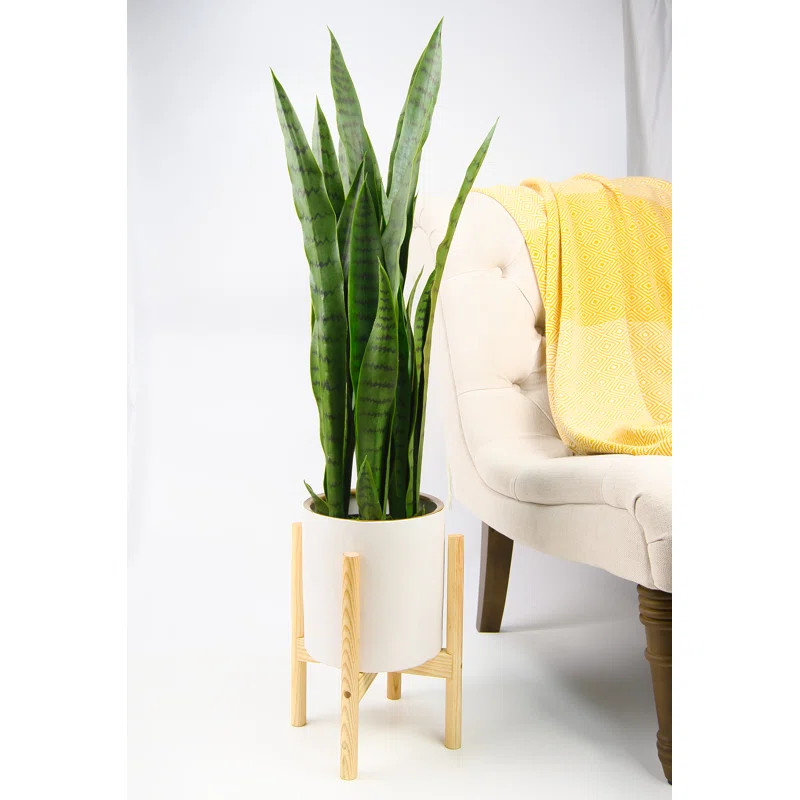 Odessa Ceramic Pot Planter | Wayfair North America