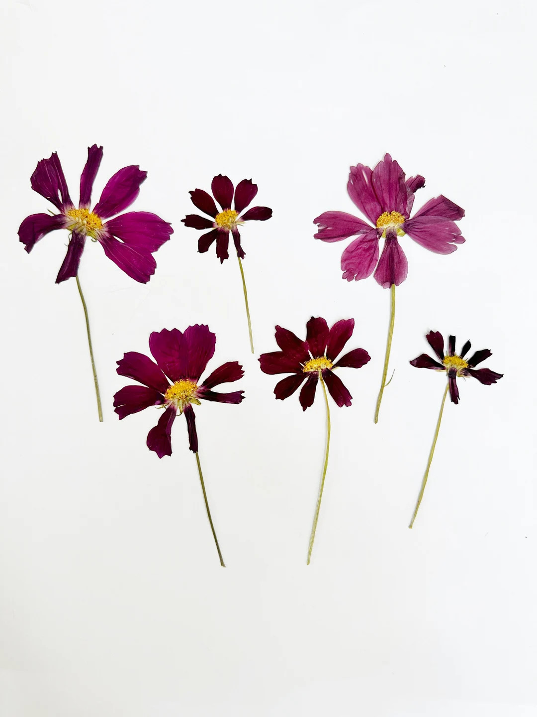 Pressed Cosmos Flowers 6 Real Cosmos Flowers on Stems Purple Crafts, Resin, Jewelry, Wedding, Car... | Etsy (US)