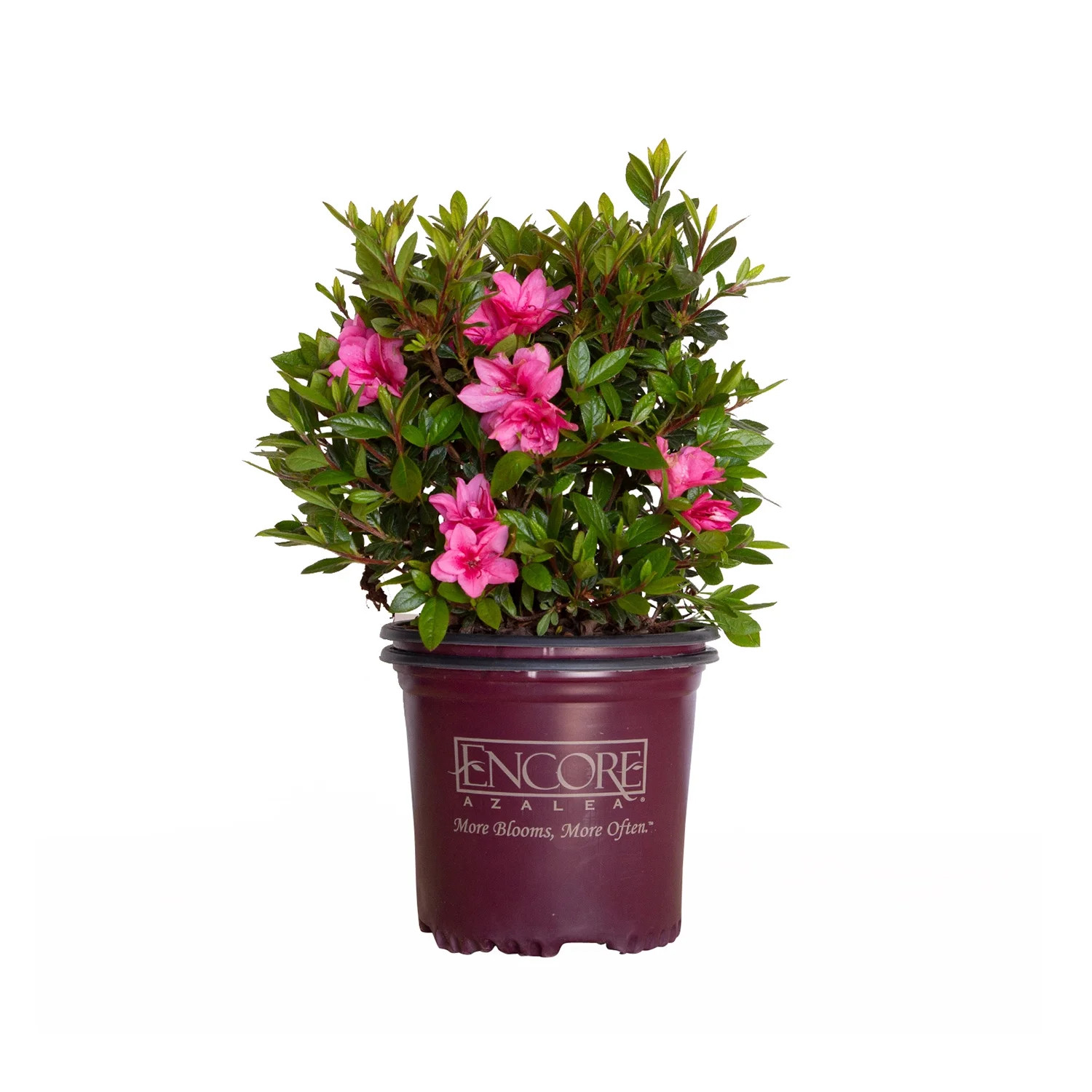 Encore Azalea Autumn Empress (1 Gallon) Pink Flowering Shrub - Full Sun Live Outdoor Plant | Walmart (US)
