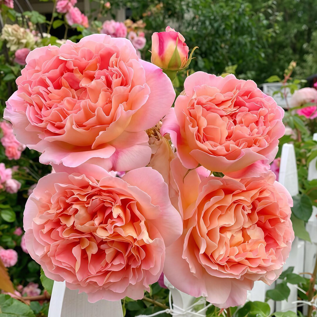 Auscot.  Very fragrance. Own root. Pretty and classic. | Etsy (US)