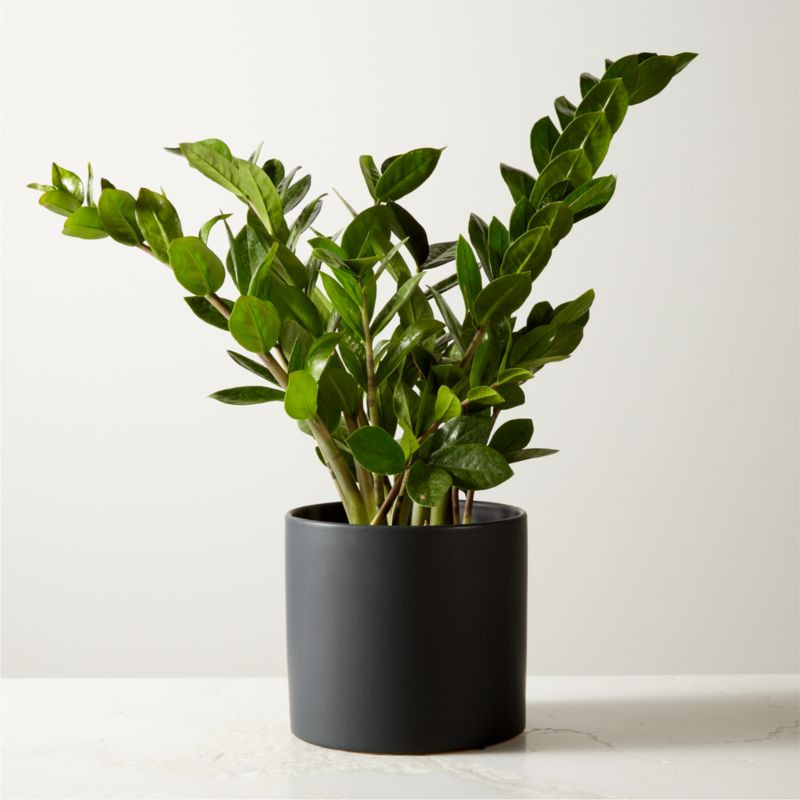 Small ZZ Plant (Zanzibar Gem) in 6'' Matte Black Ceramic Pot | CB2 | CB2