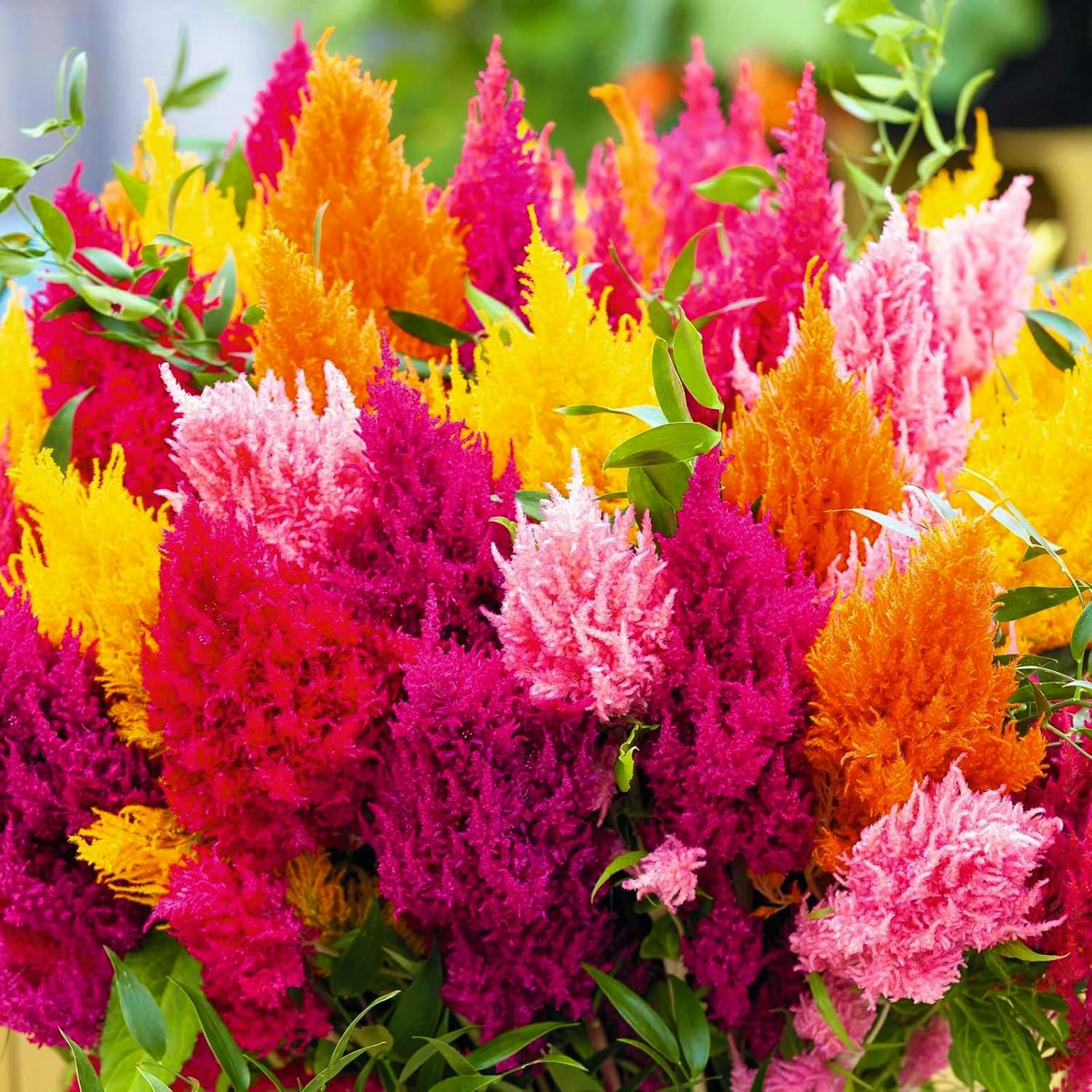 Mix Celosia Seed for Planting - Celosia Cristata Cockscomb Woolflower Non-GMO Seeds for Planting ... | Amazon (US)