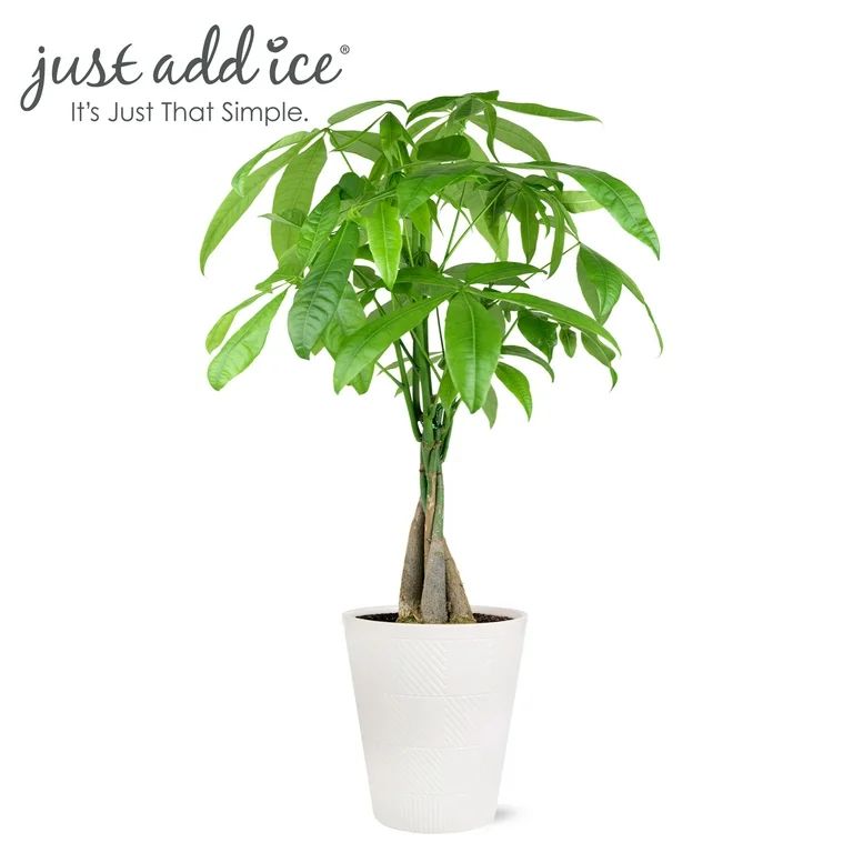 Just Add Ice 14" Tall Money Tree Live Plant in 5" Decorative Fiber Clay Pot, House Plant - Walmar... | Walmart (US)