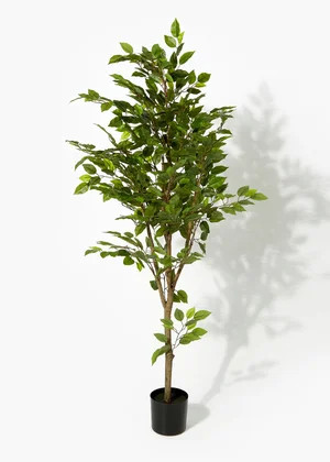 Weeping Fig Tree (130cm) | Matalan (UK)