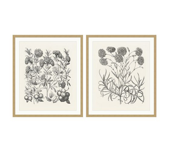 Illustrated Floral Shades Framed Print | Pottery Barn (US)
