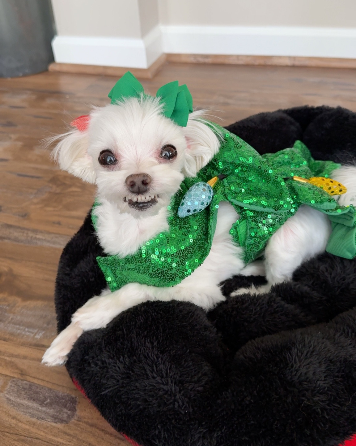 Everyone loves the Merry & Bright tree costume for dogs and cats! Perry is wearing size XS & her chest is 13.5”. The tagged PJS are the same but they go to big dog sizes!! 

#LTKSeasonal #LTKHoliday #LTKFindsUnder50