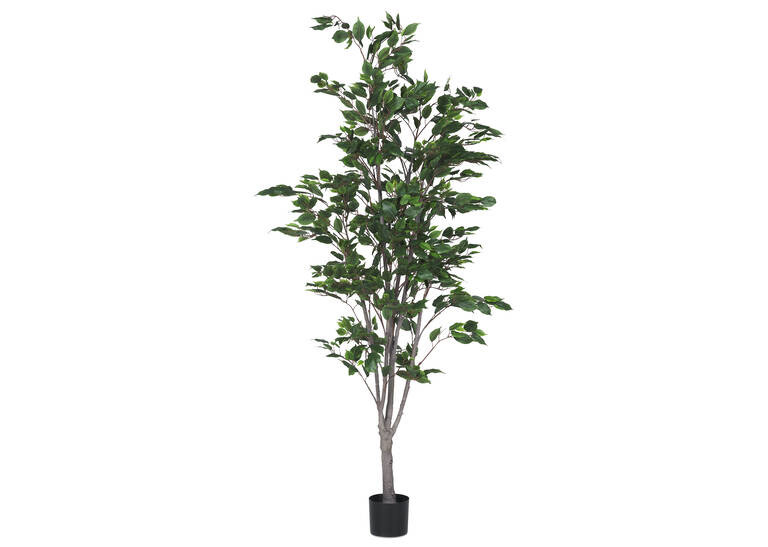Claude Ficus Tree Potted | Urban Barn