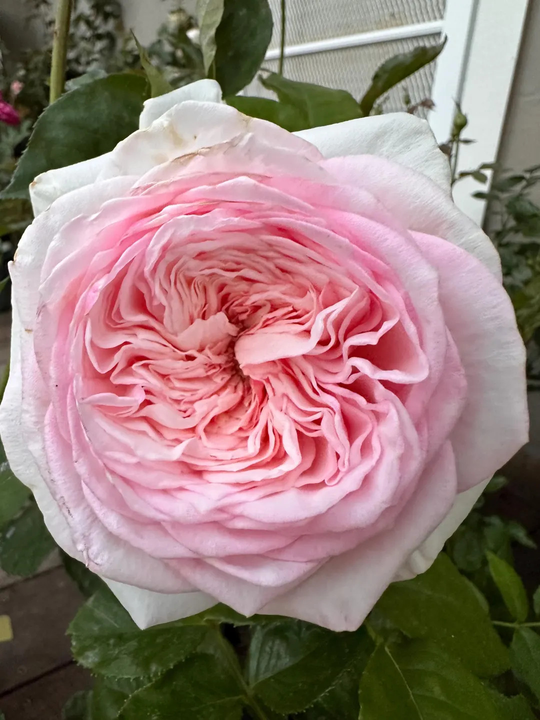 Special Bride — Rare Rose Live Plant — Fresh Fragrance — Elegant Creamy Blush Ruffled — D... | Etsy (US)