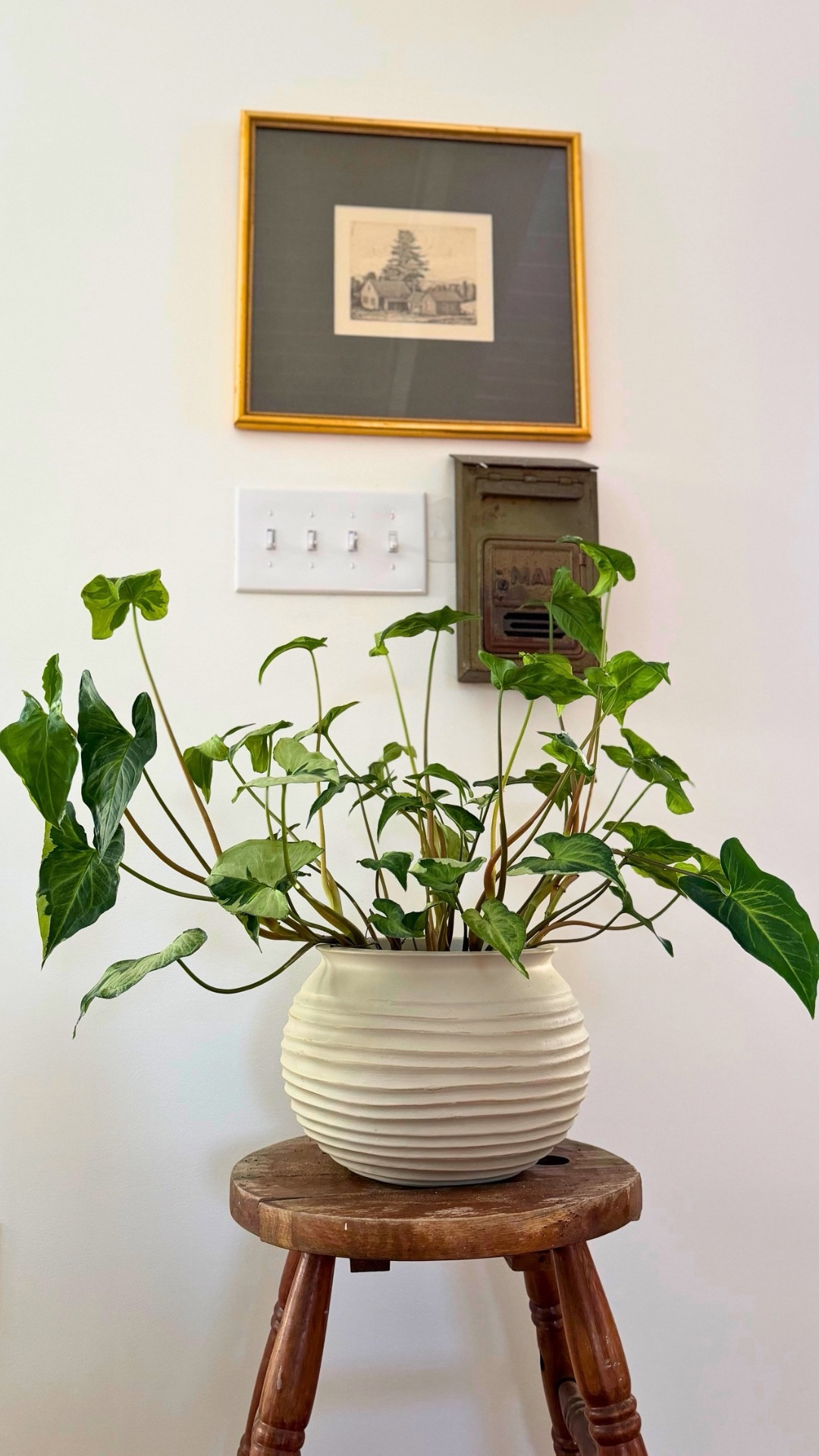 Found the perfect plant for this planter 🌿 and now we’re both happy! 

Walmart has a ton of really pretty planters for a really great price - it was hard to choose but the shape, color, and size of this one were perfect to me. I linked the others I was considering! 

Walmart Home Decor | Ceramic Planter 

#LTKHome #LTKstorytime