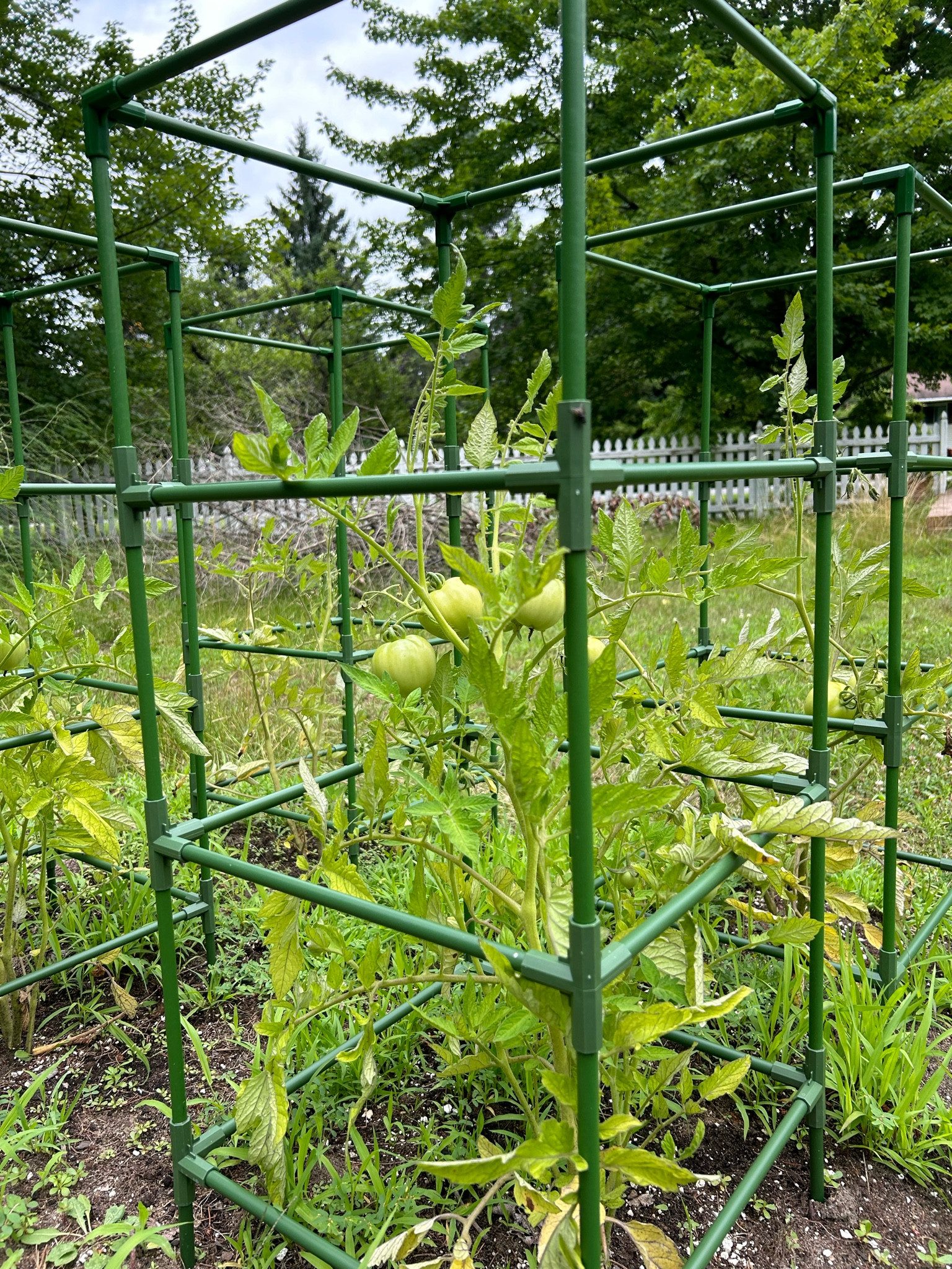 Perfect tomato cages 

#LTKcanada #LTKfamily #LTKhome