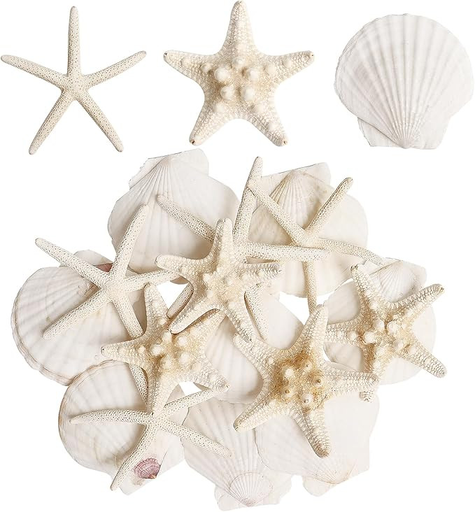 16 Pieces Starfish and Scallop Shells for Crafts 2.6"-3.8" Large Seashells Natural Sea Shells for... | Amazon (US)