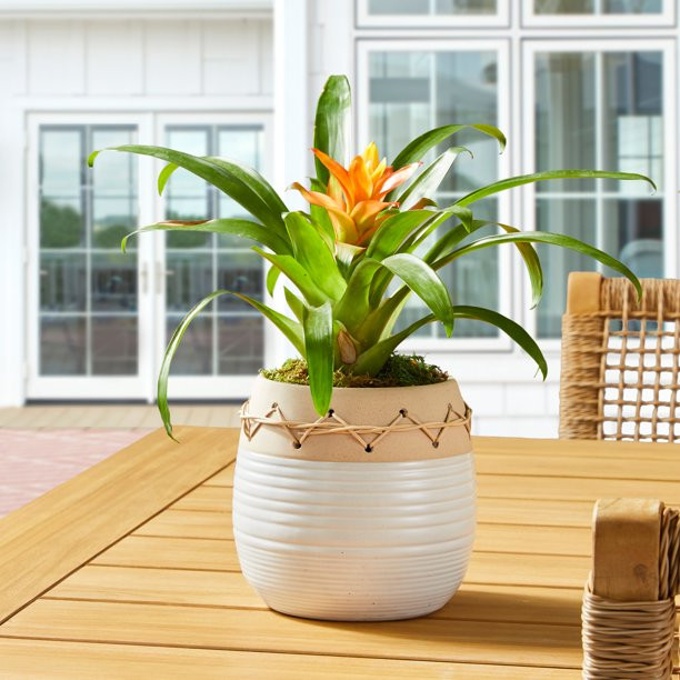 Dave & Jenny Marrs forBetter Homes & Gardens 6 in Ellie Beige Ceramic Planter 2 Tone | Walmart (US)