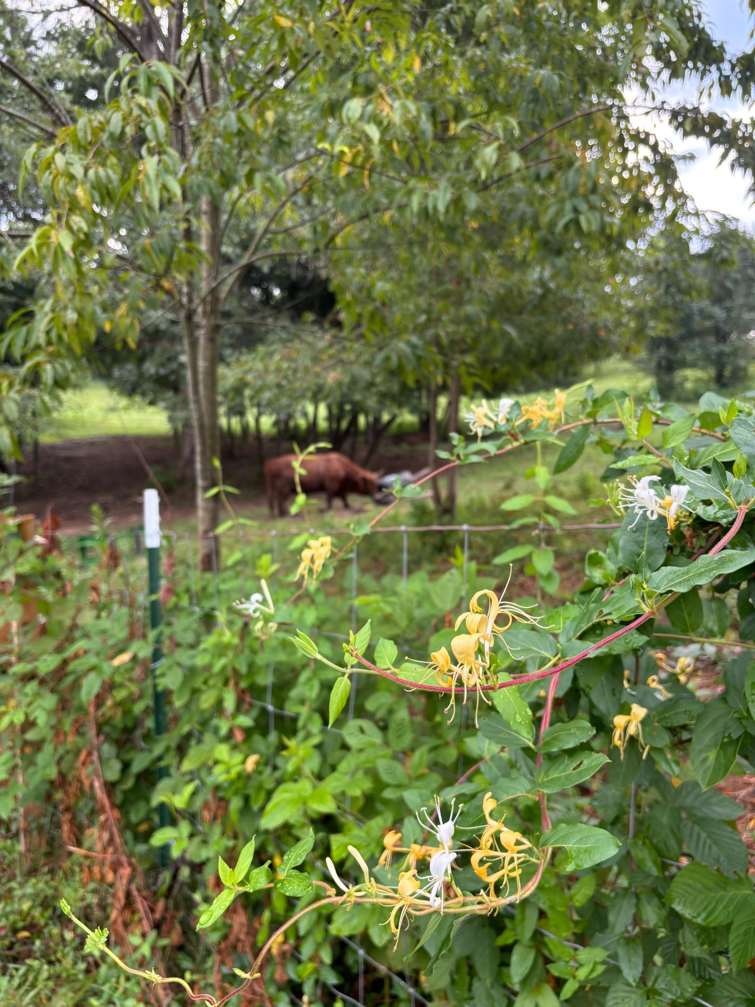 Slow country morning! Linking some cutie home decor from Walmart!

#LTKFamily #LTKHome #LTKSaleAlert