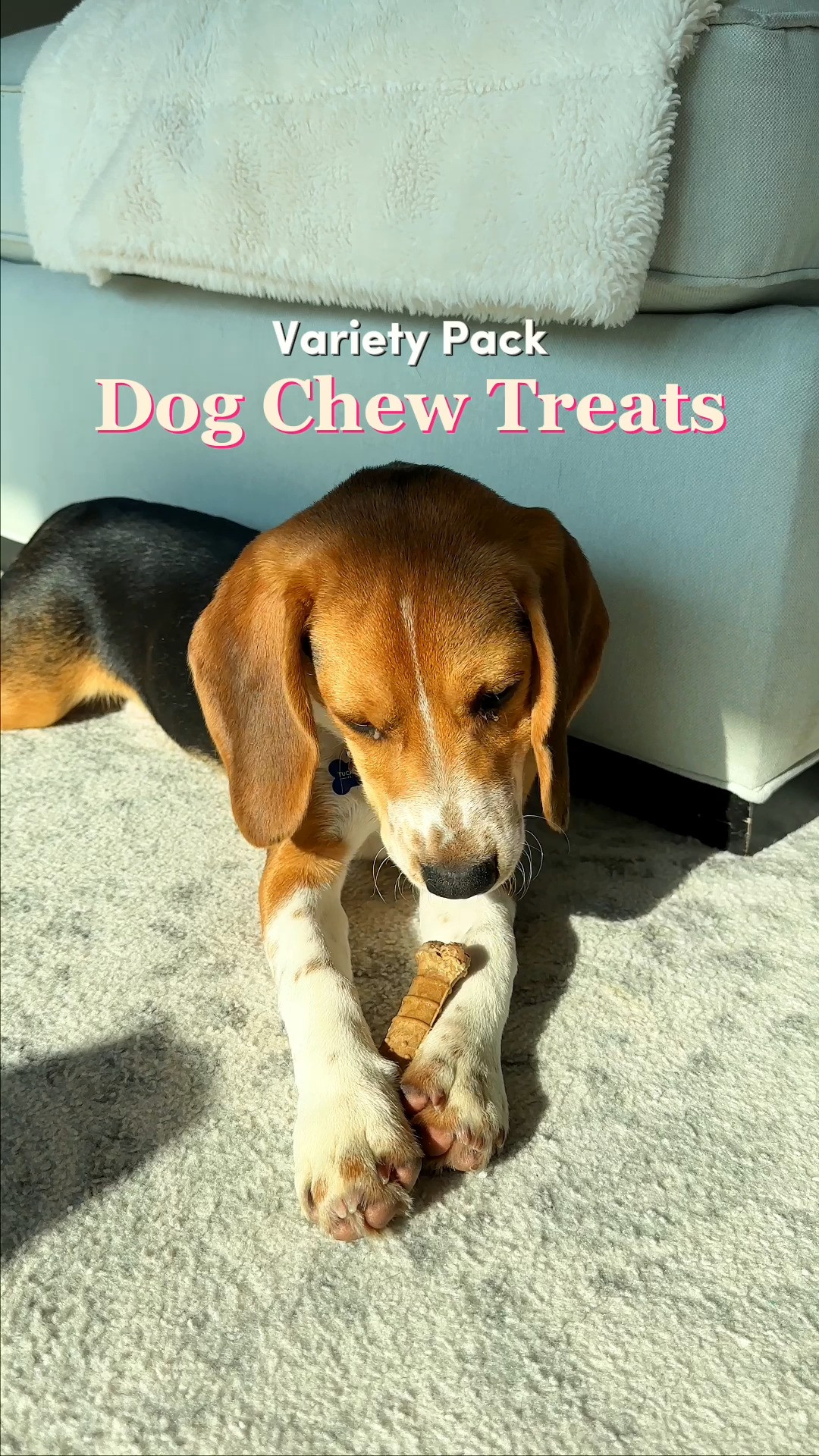 Stop the "boredom chewing" before it starts! ✨ The Nylabone Variety Pack Dog Chew Treats aren't just for play; I love how the raised bristles and textures help clean teeth and control plaque and tartar buildup as your dog chews. This product is good for the new puppy owner who is still figuring out their dog's favorite chewing style! 🦴🐾 #LTKPets #LTKHome #LTKPetsFinds #LTKFinds #LTKunder20 #Nylabone #DogChews #PuppyLife #PetParentHacks #DogDentalCare #NylaboneVariety #HappyPets #DogToys 

#LTKmomlife #LTKHome