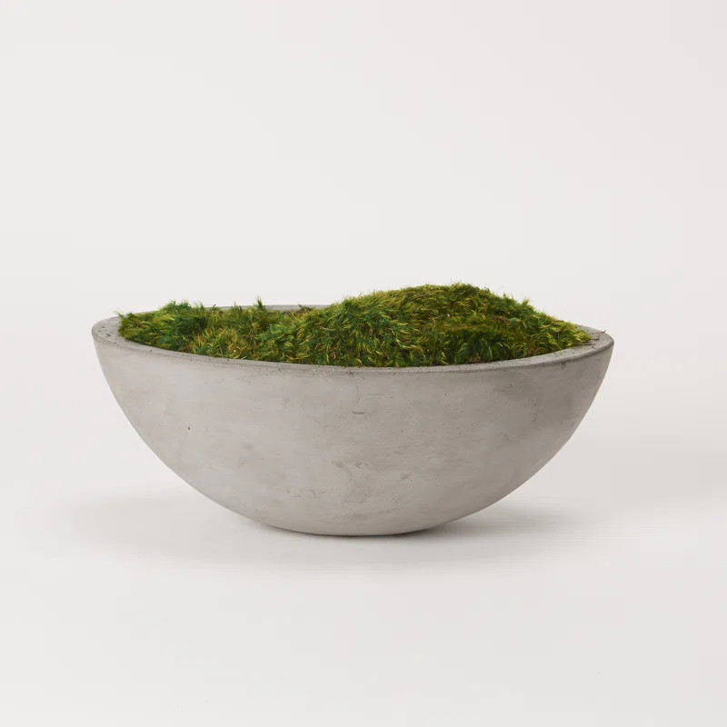6'' Moss Plant in Concrete Planter | Wayfair North America