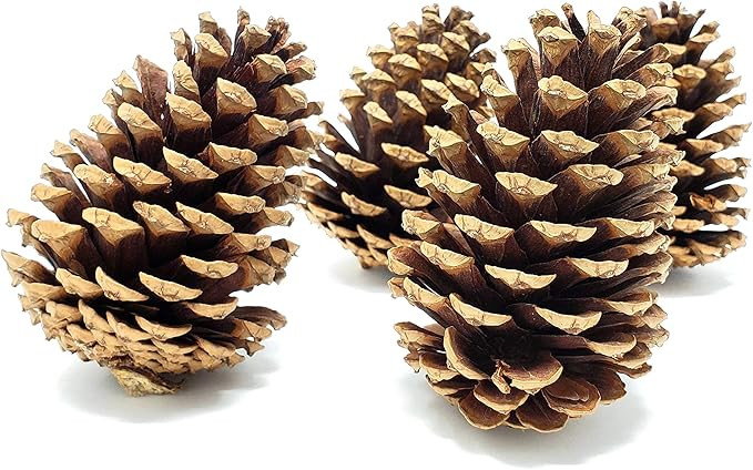 Pine Cones (Real Pine Cones) - 8 Pine Cones - Perfect for Crafting - Decorative Vase Fillers - Ab... | Amazon (US)