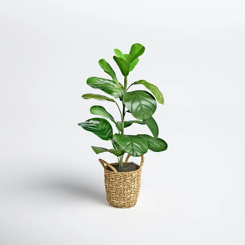 Fiddle Leaf Fig Tree in Basket | Wayfair North America