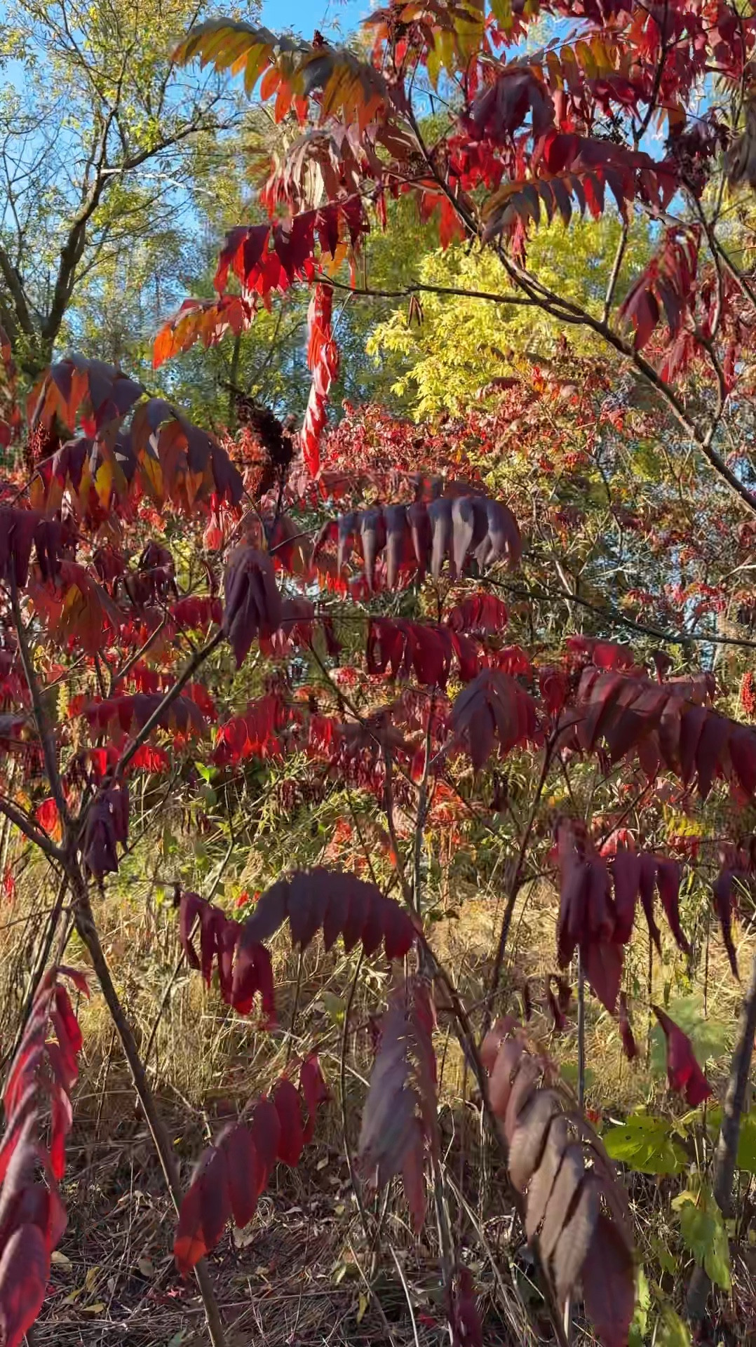 Style Tip: Look to nature for your seasonal wardrobe color inspiration!

#LTKVideo #LTKxMadewell #LTKStyleTip