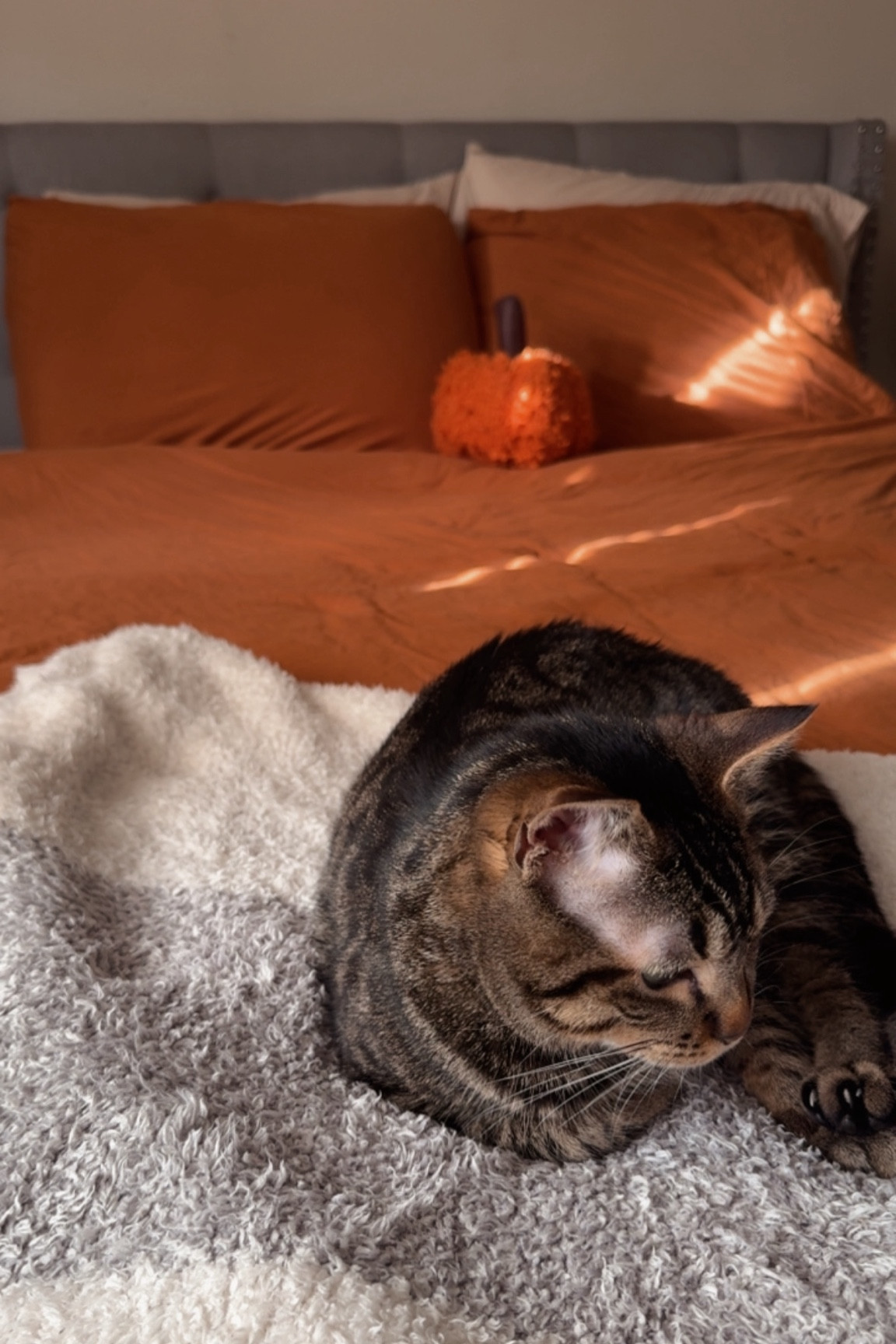 Fall bedroom decorations. fall Amazon bedding. pumpkin pillow.

#LTKSeasonal #LTKHome #LTKSaleAlert